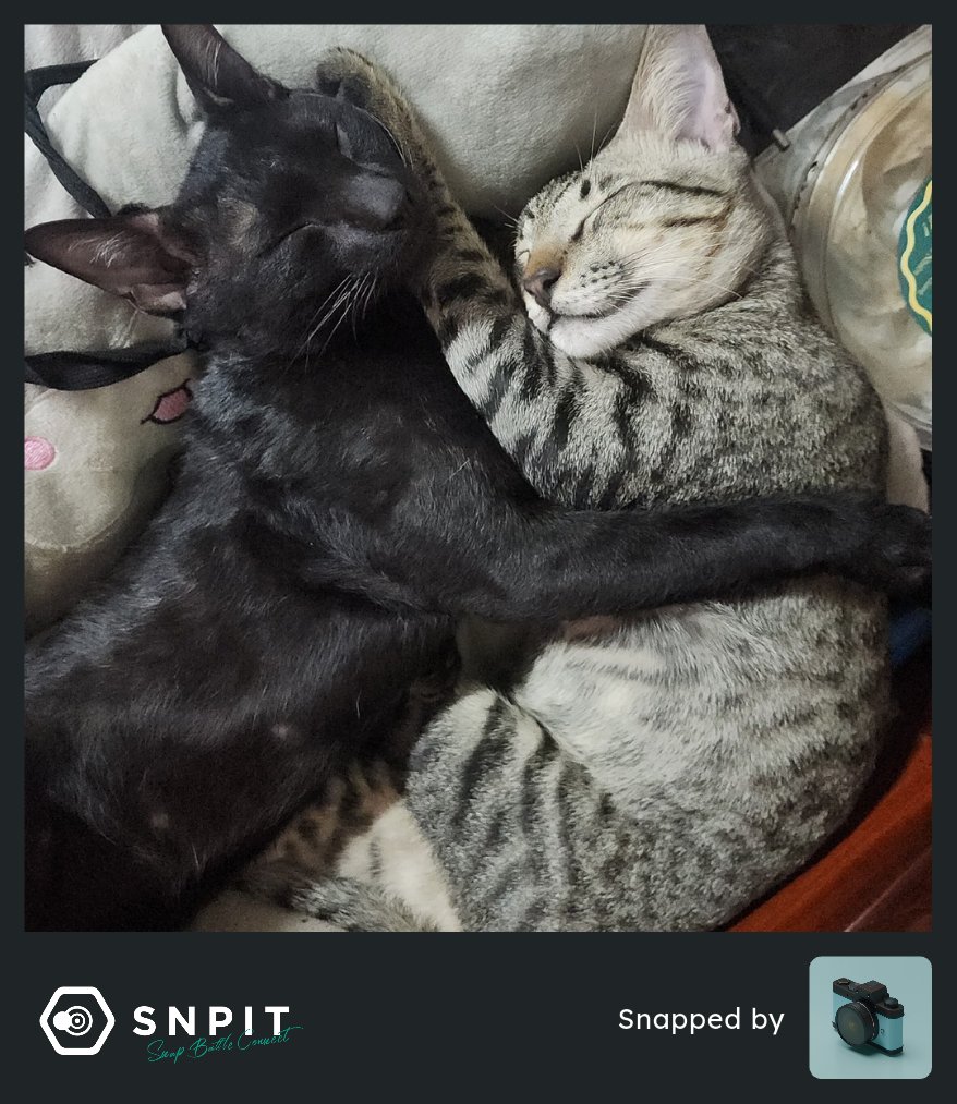 M_Ngoc_Family's tweet photo. Anh em trong nhà nên thương nhau lắm 🥰 🐈🐈⬛
#SNPIT
#SNPITBlueLockCollab
#EgoShot https://t.co/zeFy91HetH