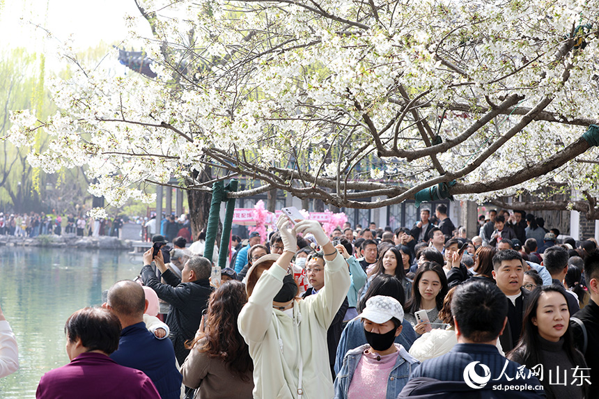 PDChinese's tweet photo. 【山東濟南：櫻花綻放引客來】3月22日，山東濟南五龍潭公園內櫻花競相綻放，粉白相間的花簇與碧波潭水交相輝映，吸引市民和遊客前來踏青賞花、打卡拍照。 https://t.co/aE5KXXASrf
