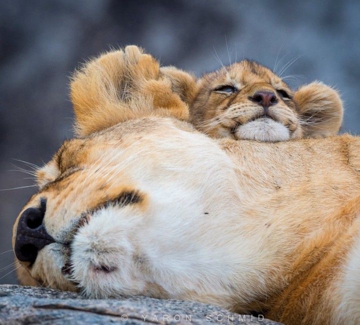 WORLDS_ANIMALS🦥🦫🐆🦒🐫🐪🐤 tweet media