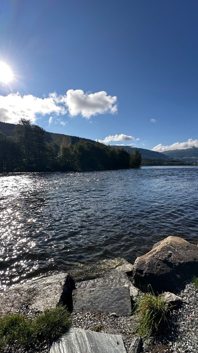 sky alsharif tweet media