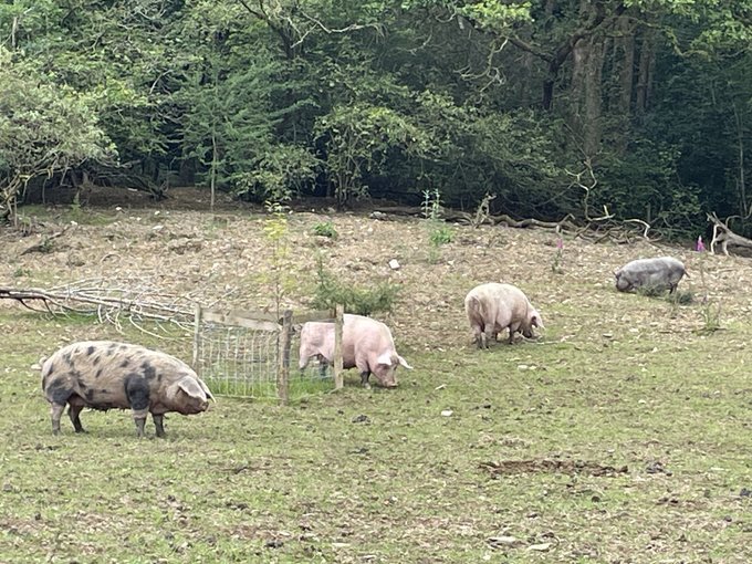 Kim Rathbone tweet media