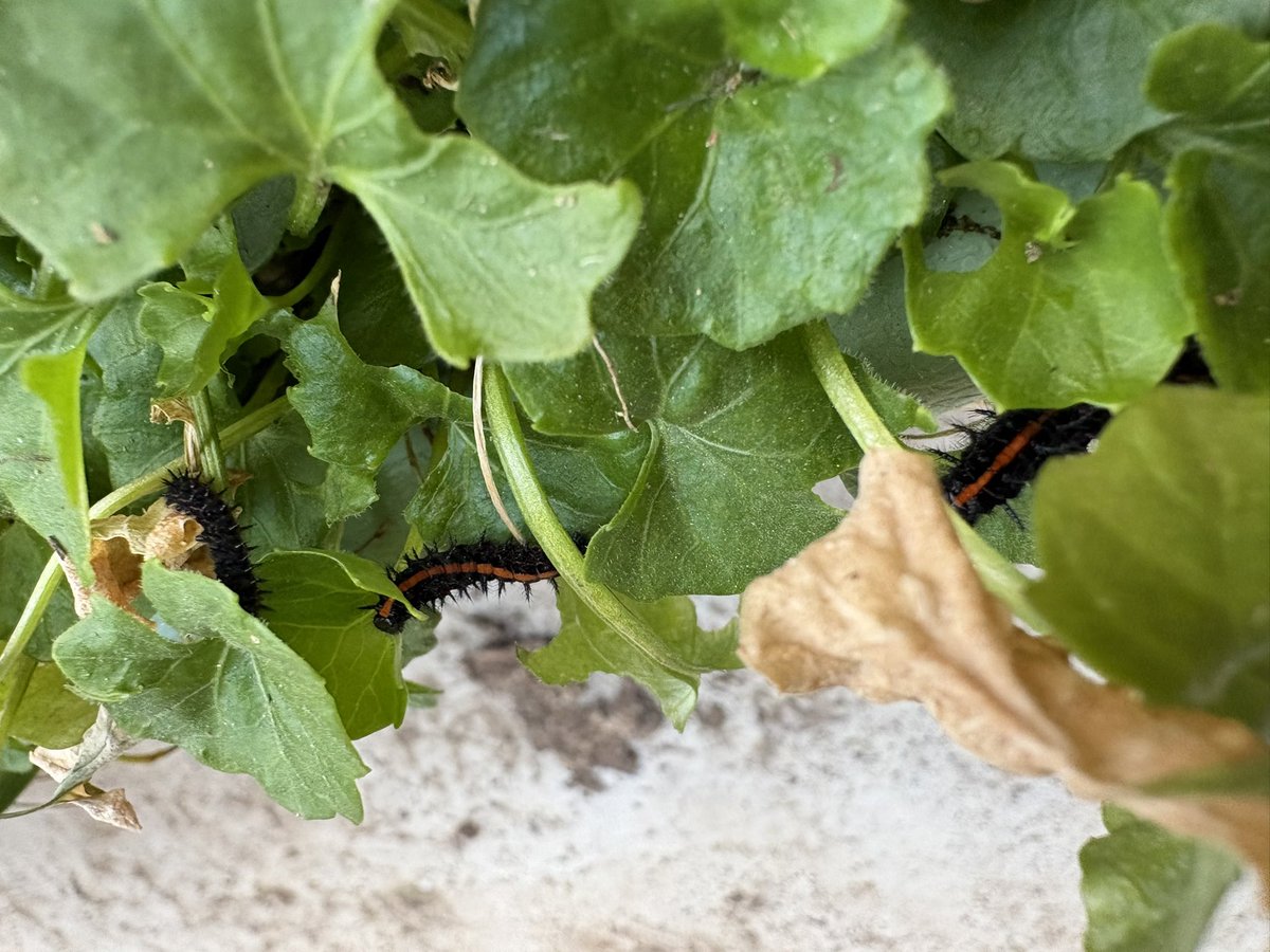 猫の尻派 tweet media