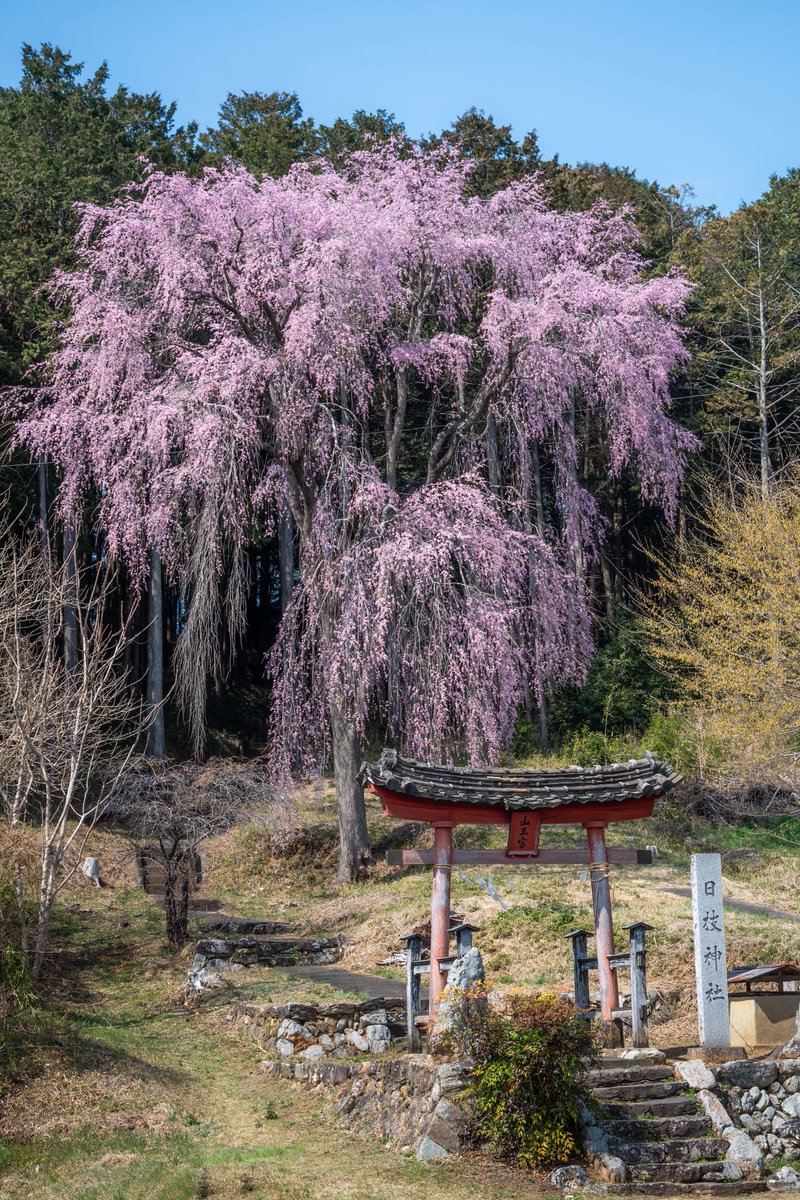 shoyan_03's tweet photo. 本日撮影した日枝神社のしだれ桜

満開でした https://t.co/d8tjqSufGG