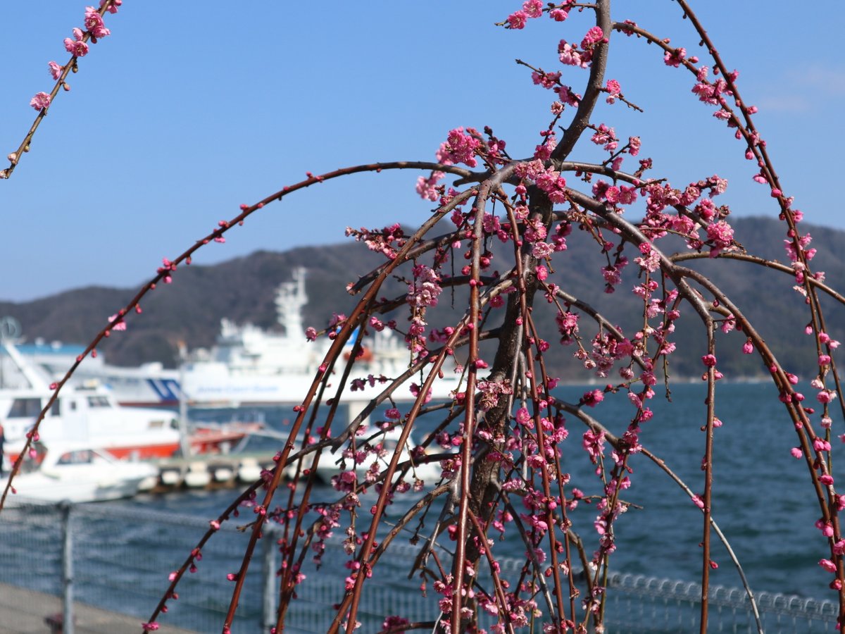 JCG_School's tweet photo. 【春の訪れ】
３月も後半に差し迫り、日中は暖かく感じる日が増えてきました。
海上保安学校の校内では、梅の花が咲きはじめ、春の訪れを感じます。
白糸湾に朝もやが広がり、幻想的な景色が見られた日もありました。

#海上保安庁 #JCG #COASTGUARD #海上保安学校 #学校 #舞鶴 #梅の花 #朝もや https://t.co/iVPXWZS2JI