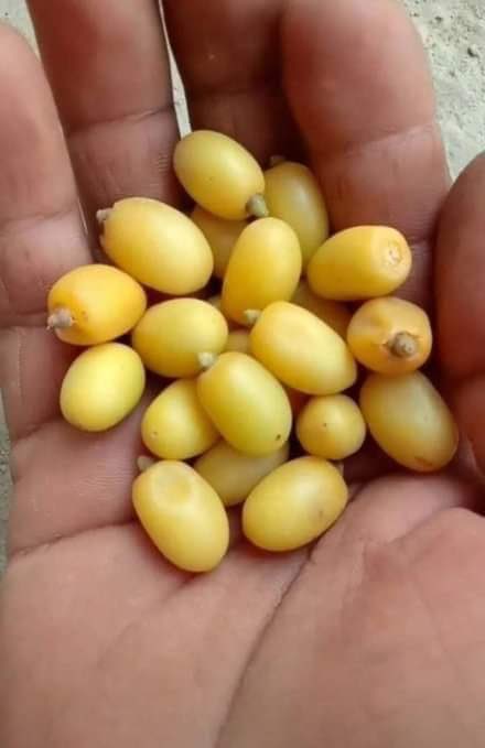 𝗗𝗲𝘀𝗶 𝗩𝗮𝗶𝗱𝘆𝗮 tweet media