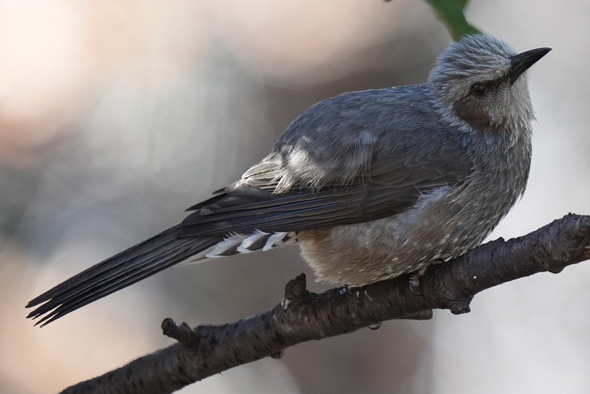 ぽかり tweet media