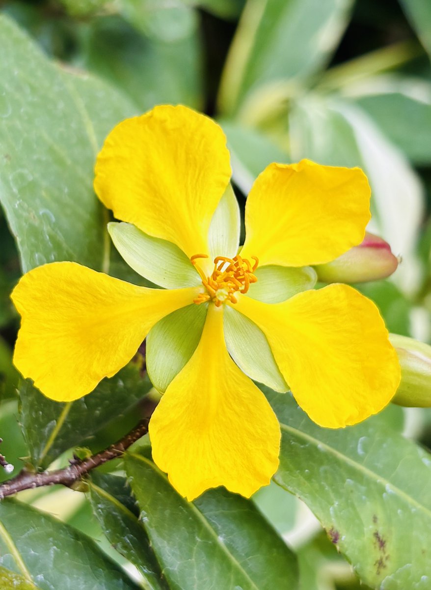 オクナ・カーキーが開花しました！

鮮やかな黄色い花がとても魅力的なオクナ・カーキーは、花が終わり実がついた姿は“あの人気者”に似ていると言われています！

この変化、皆さんは知っていますか？✨

#熱帯ドリームセンター #オクナ・カーキー