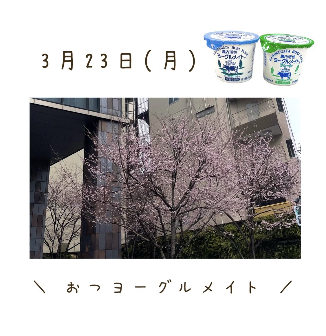 ㈱ニューミクロス 公式【腸内活性ヨーグルメイト】 tweet media