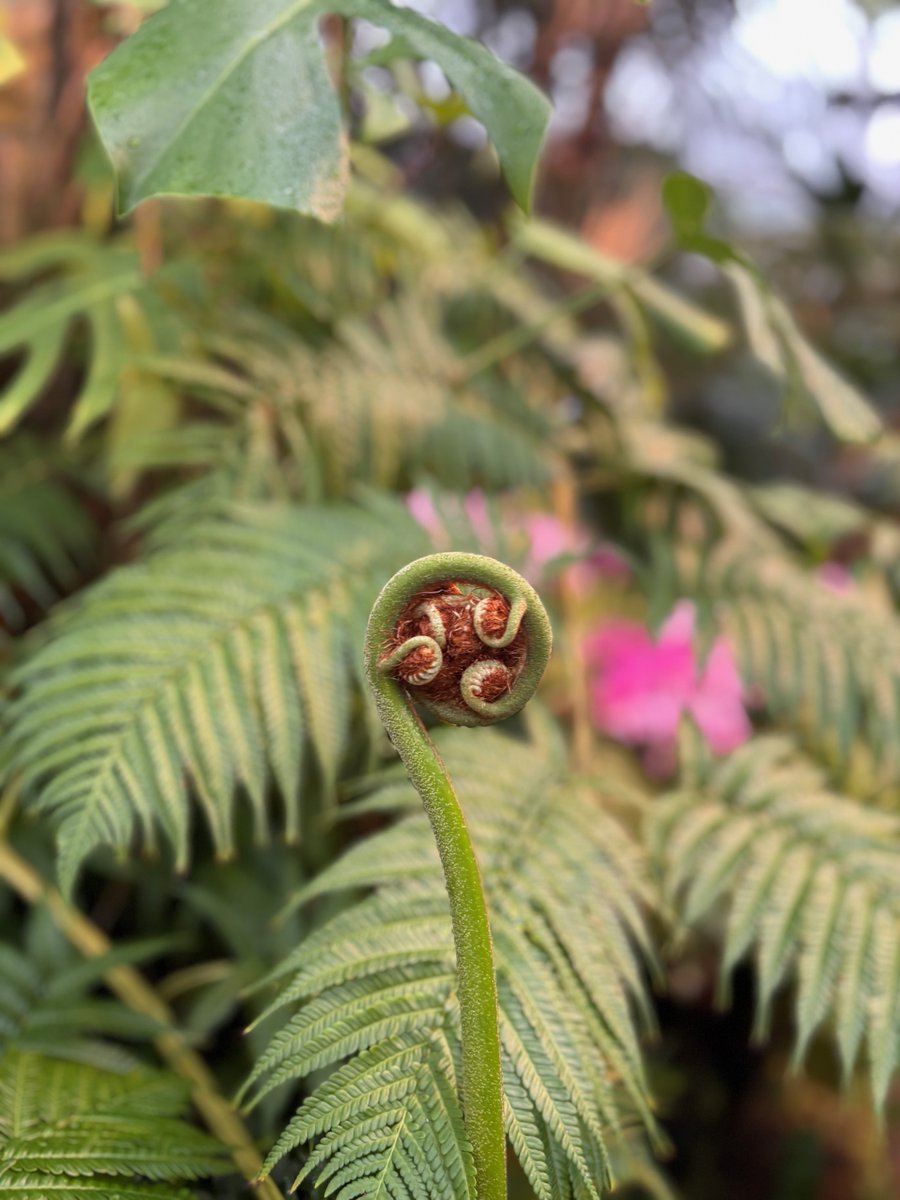 ヒカゲヘゴの新葉が顔を出しました！ シダ植物らしい“くるん”と巻いた 