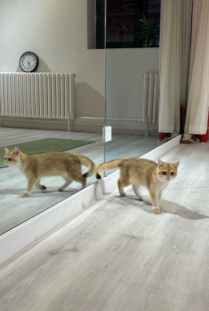 Eugenia Kondrachuk tweet media