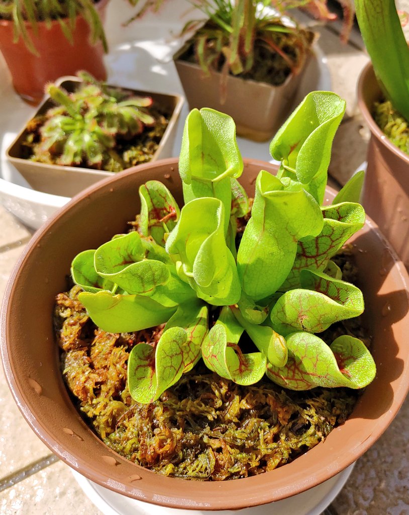 ryochang(りょーちゃん) tweet media