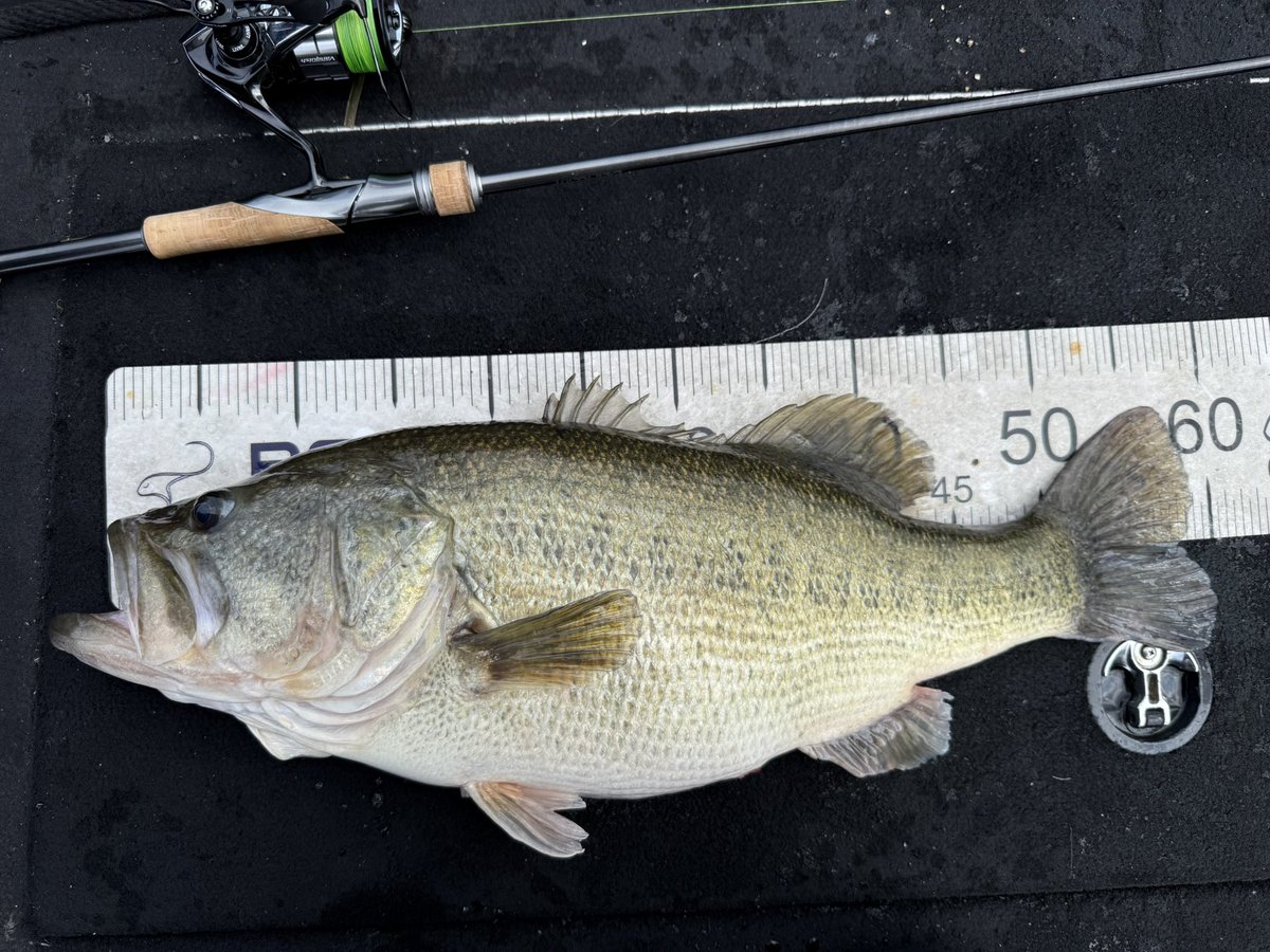 ビックリマン高田雄介 tweet media