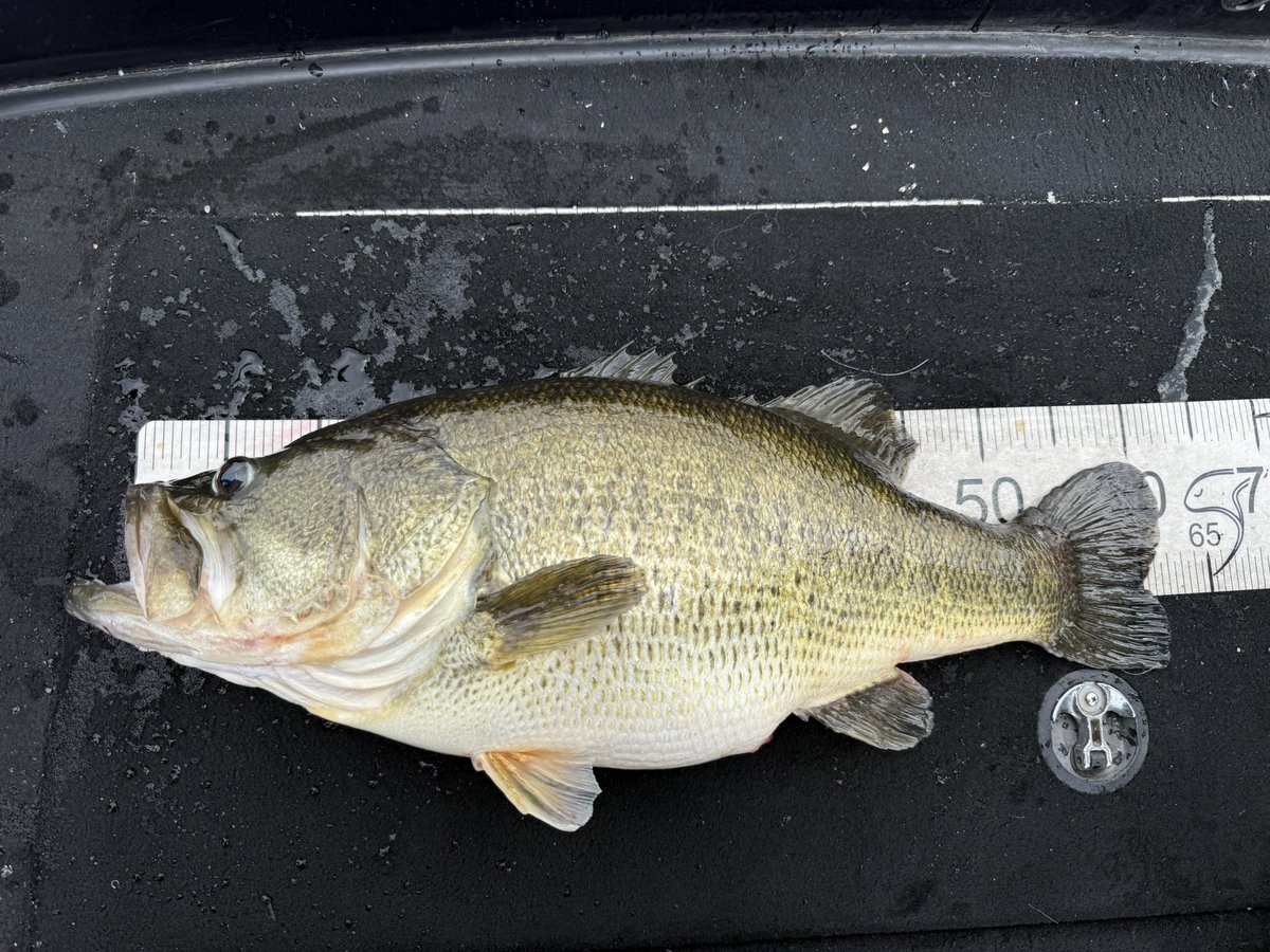 ビックリマン高田雄介 tweet media