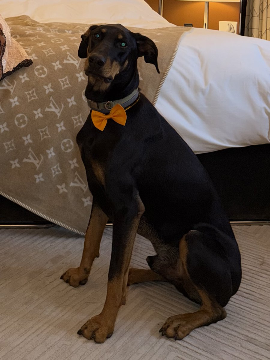 PORTAL BLACKPINK tweet media