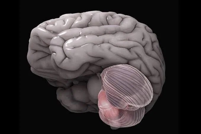 エボサイ（EvoPsy） tweet media