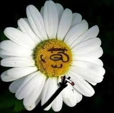 ORHAN TV tweet media