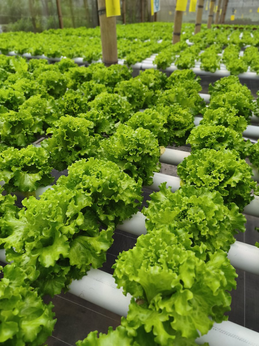 Bakul Selada tweet media