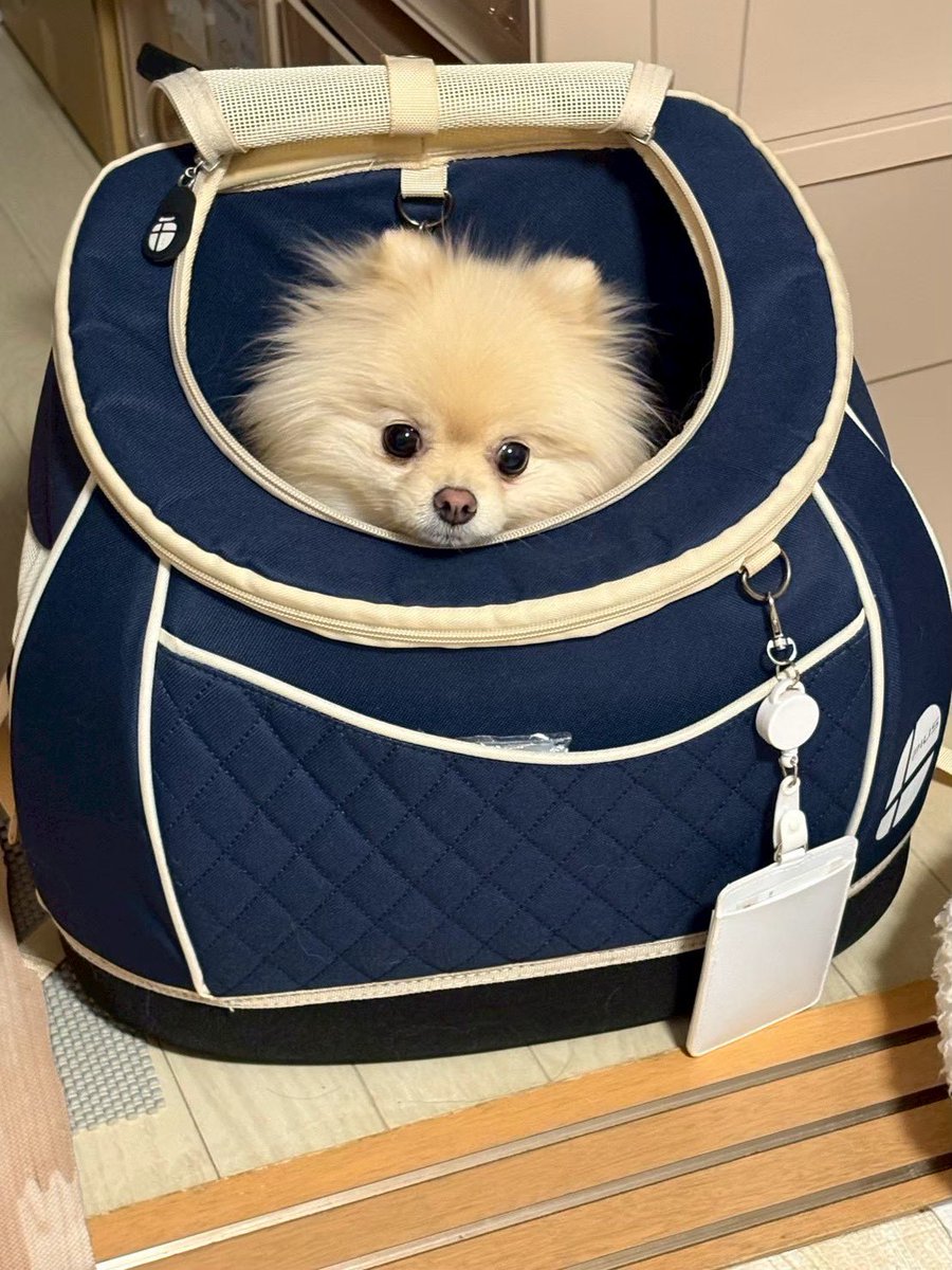 ポメラニアンのたお♡ tweet media