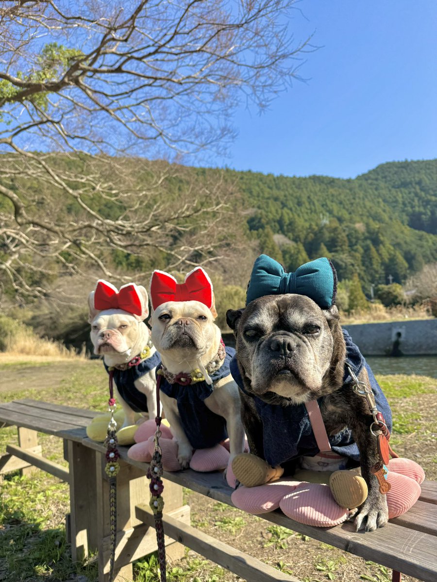 toshiki☆ フレブル♡クー🐽＆ラブリー🐽🐽 tweet media