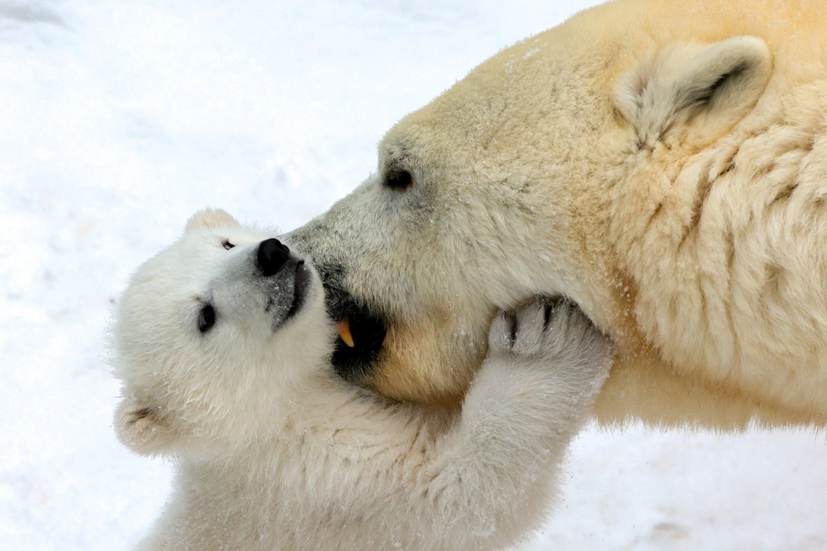 indexhu's tweet image. Aranyos fotókon örökítették meg a novoszibirszki állatkert egyik legkisebb lakóját.

index.hu/mindekozben/po…

Fotó: Kirill Kukhmar / Northfoto

#polarbear #zoo #pictures #lively #indexhu