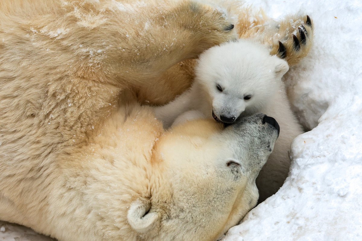 indexhu's tweet image. Aranyos fotókon örökítették meg a novoszibirszki állatkert egyik legkisebb lakóját.

index.hu/mindekozben/po…

Fotó: Kirill Kukhmar / Northfoto

#polarbear #zoo #pictures #lively #indexhu