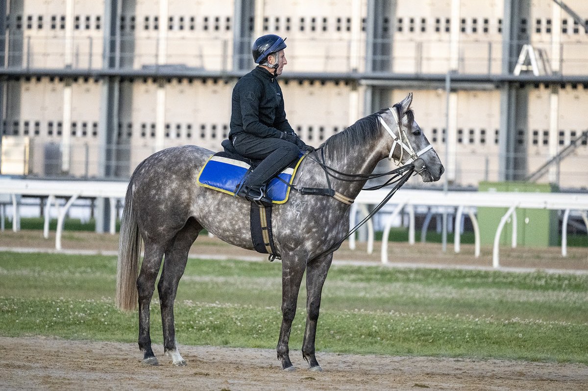 lasquetimeryl's tweet photo. Sad but proud day today.
We farewell our beautiful Bacio Del Mist.
She retires a happy mare.

Bought for just 30k in 2019, she earned almost $400k prizemoney. 7 wins, 5 at metro level. She gave her all at every start. 

After 7 years, she became family. 
We will miss her! ❤️ https://t.co/Tf8subOpPz