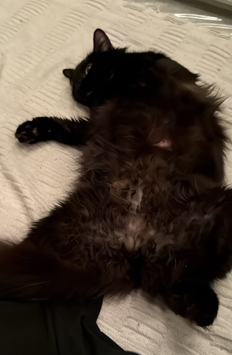 Fairy Cat Mother tweet media