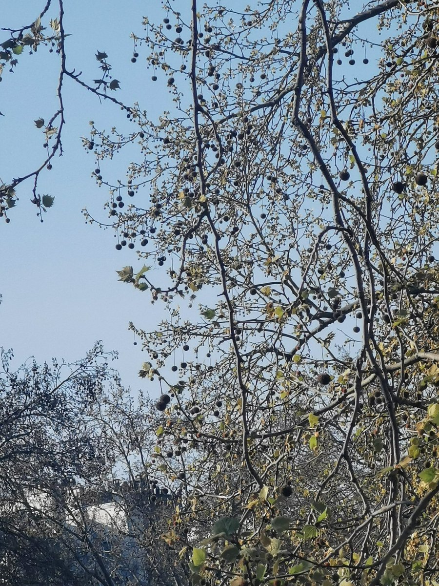 Paulette à bicyclette tweet media