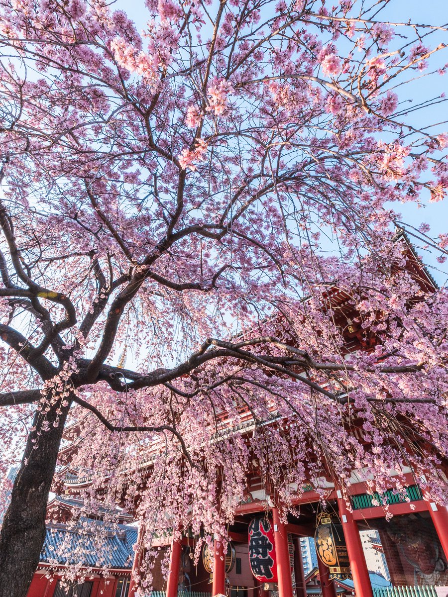 𝚋𝚒𝚛𝚍 tweet media