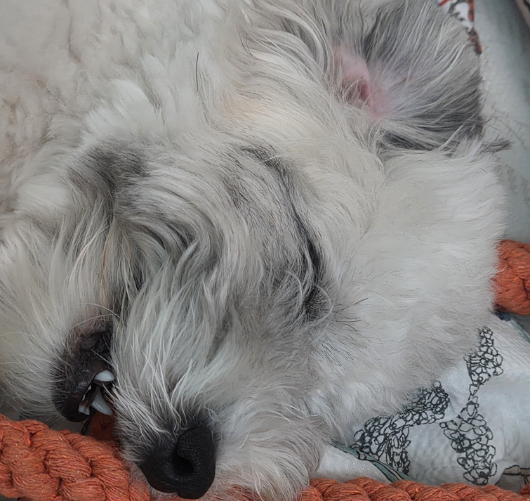 아로셀 tweet media