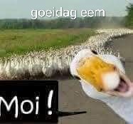 🐍Cobra_NL🏍 tweet media