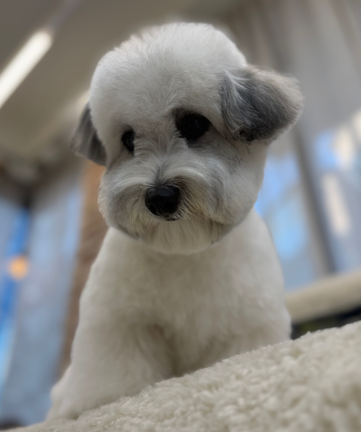 아로셀 tweet media