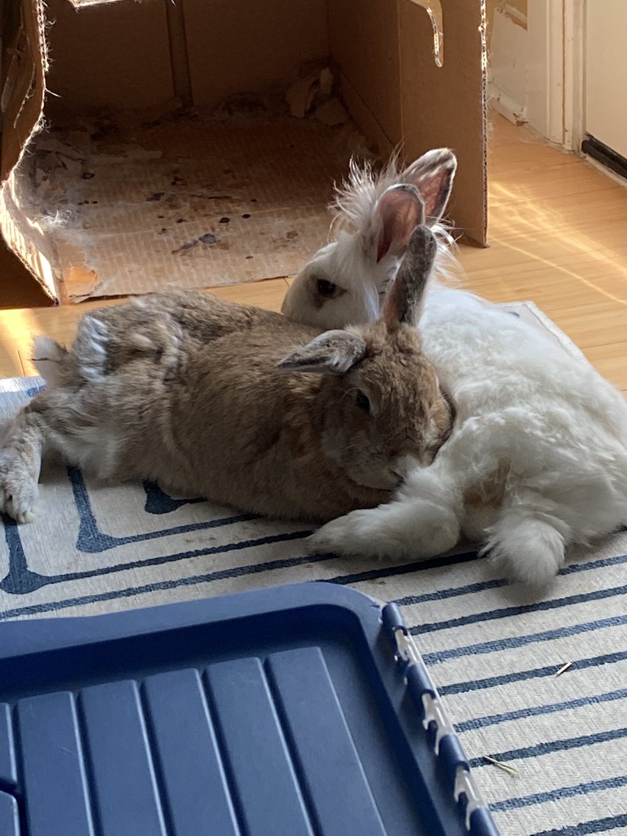 brrmanator's tweet photo. Just one week shy of his 13th birthday, our favourite little guy Sven has left us. As with everything, he did it on his own terms. Miss you so much already https://t.co/MAlYLWHzsD