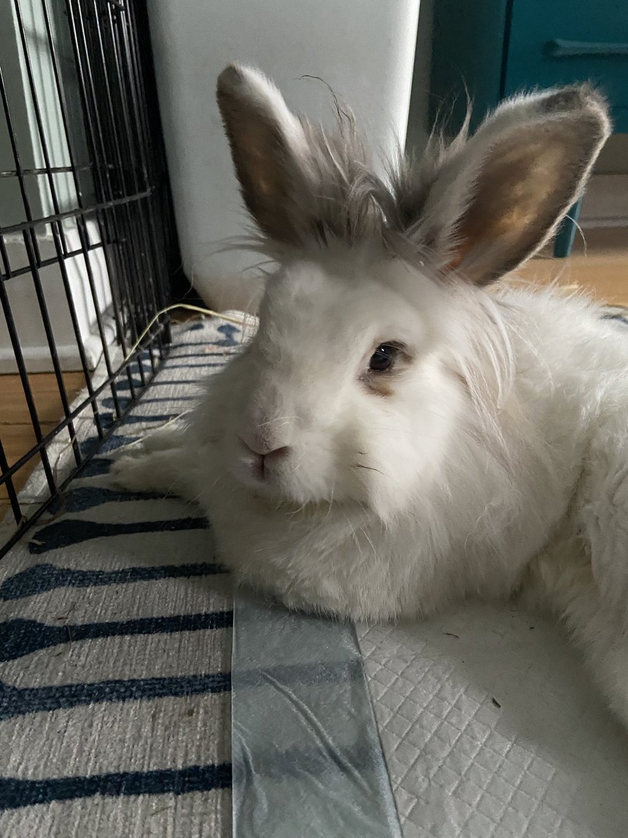 brrmanator's tweet photo. Just one week shy of his 13th birthday, our favourite little guy Sven has left us. As with everything, he did it on his own terms. Miss you so much already https://t.co/MAlYLWHzsD