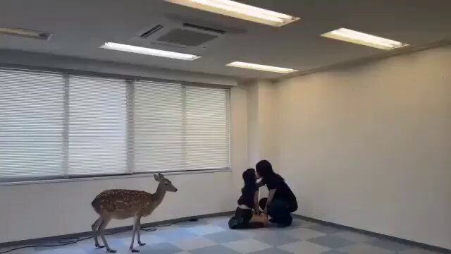 Mathflock. tweet media