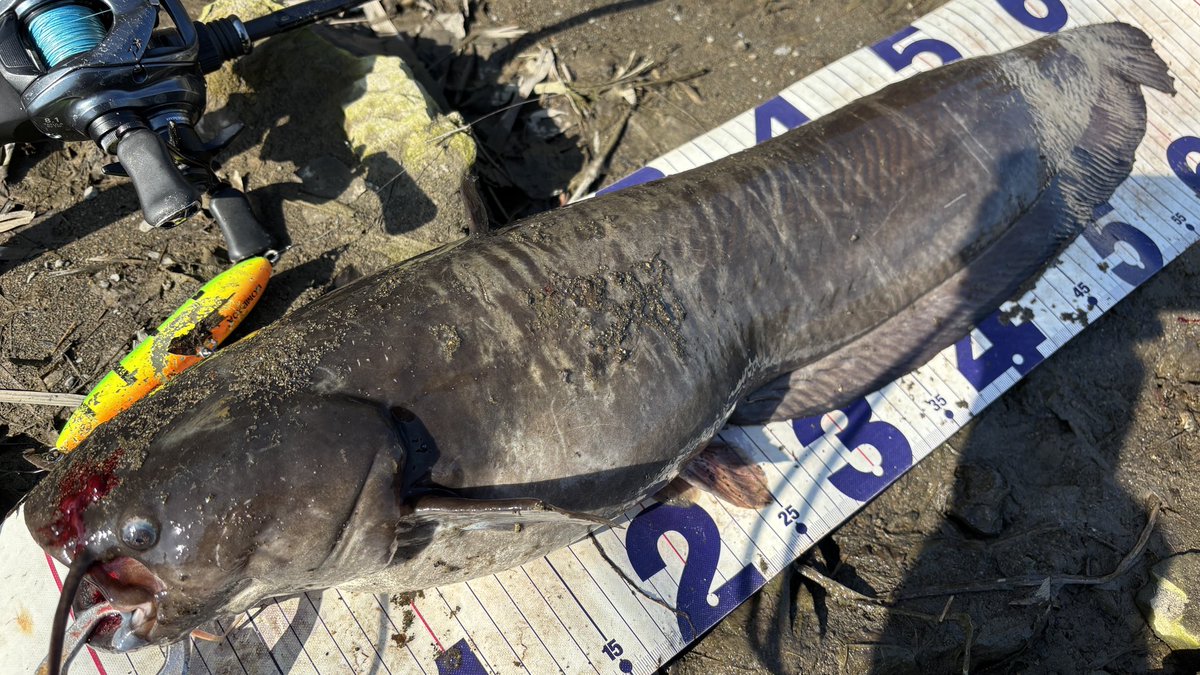 tagyoshuangler's tweet photo. ナマズ10匹キャッチ
長さに対して過去一の太さ

#BOMBAD
#ボンバダ
#Ladrao52 
#ラドラオ52 https://t.co/7kq2ecTb2x