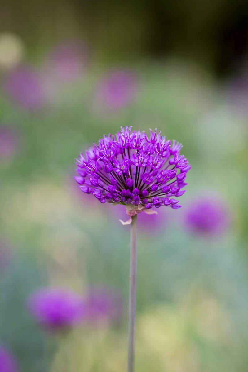 Art - Photography and Music tweet media