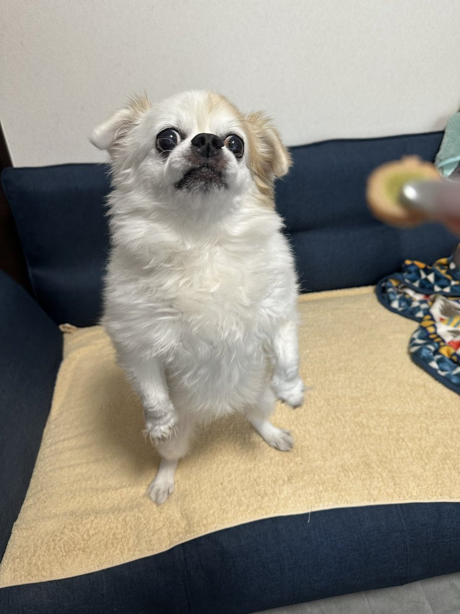 むぎぃ tweet media