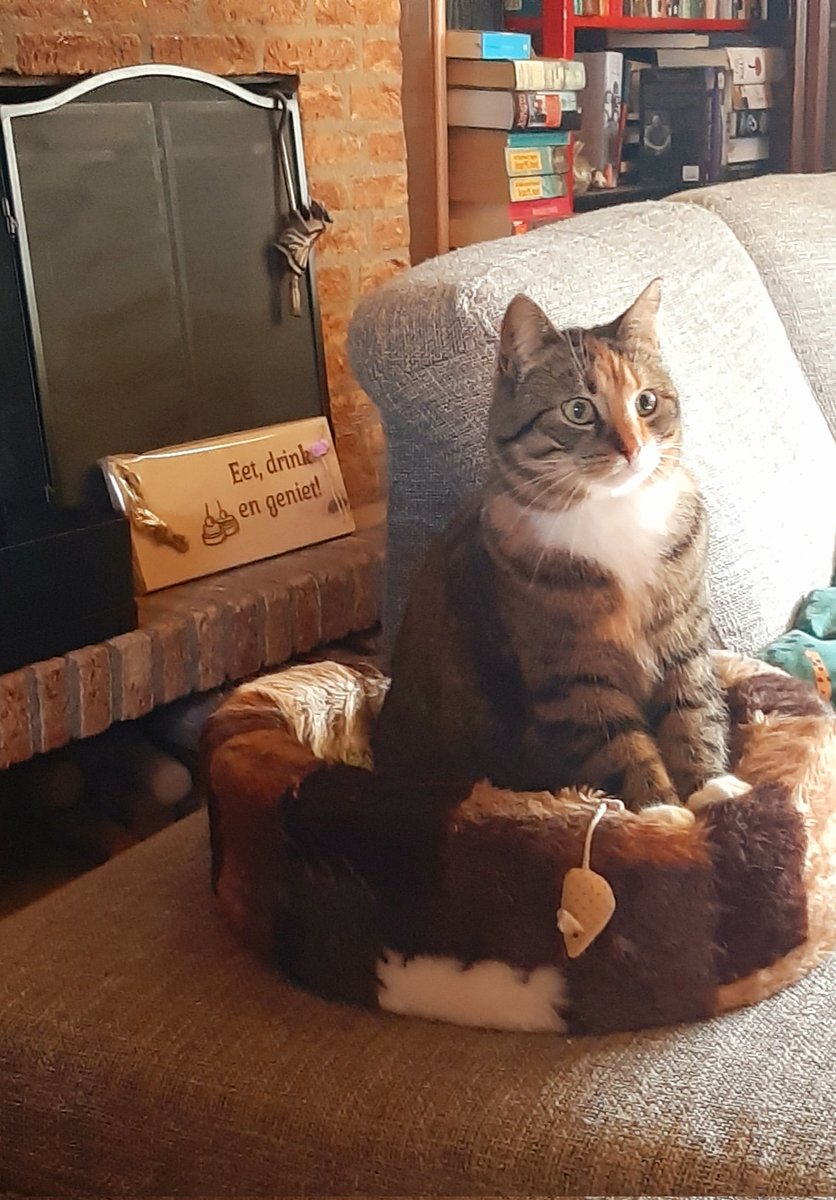 Elly van Apseren 😼🤓🌻🧀🫖🧶💻📚 tweet media