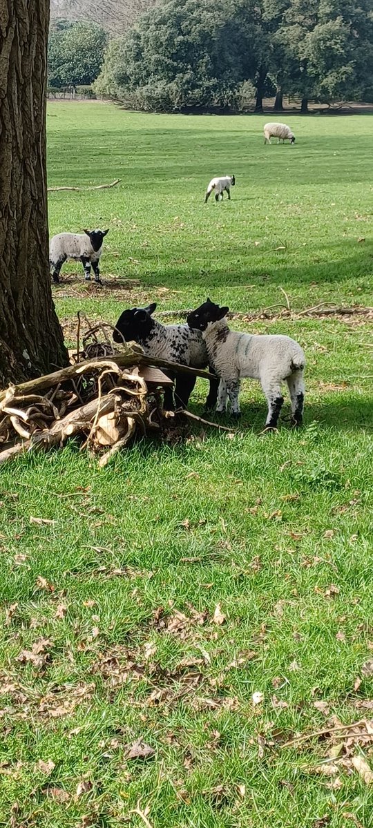 Nicola Malloy 💙 tweet media