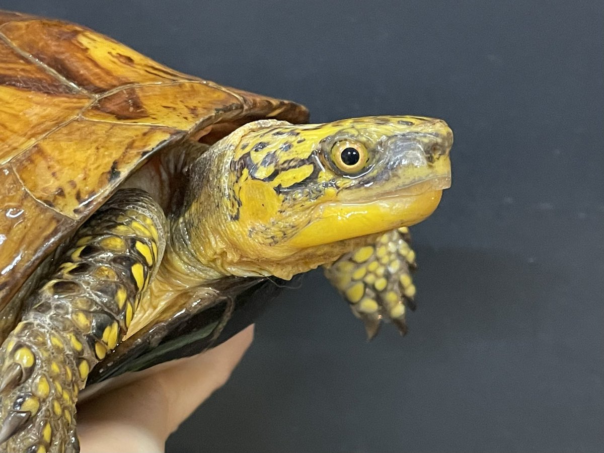 かじょにまる tweet media