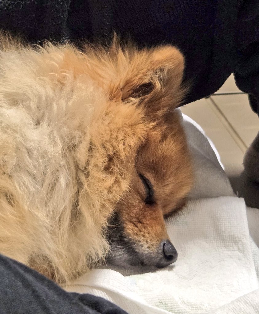 たじま tweet media