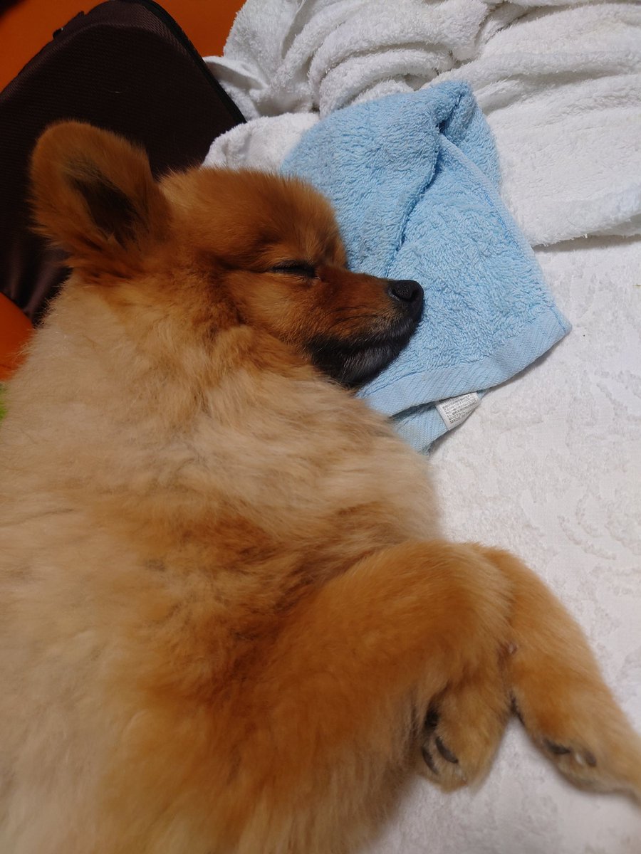 たじま tweet media