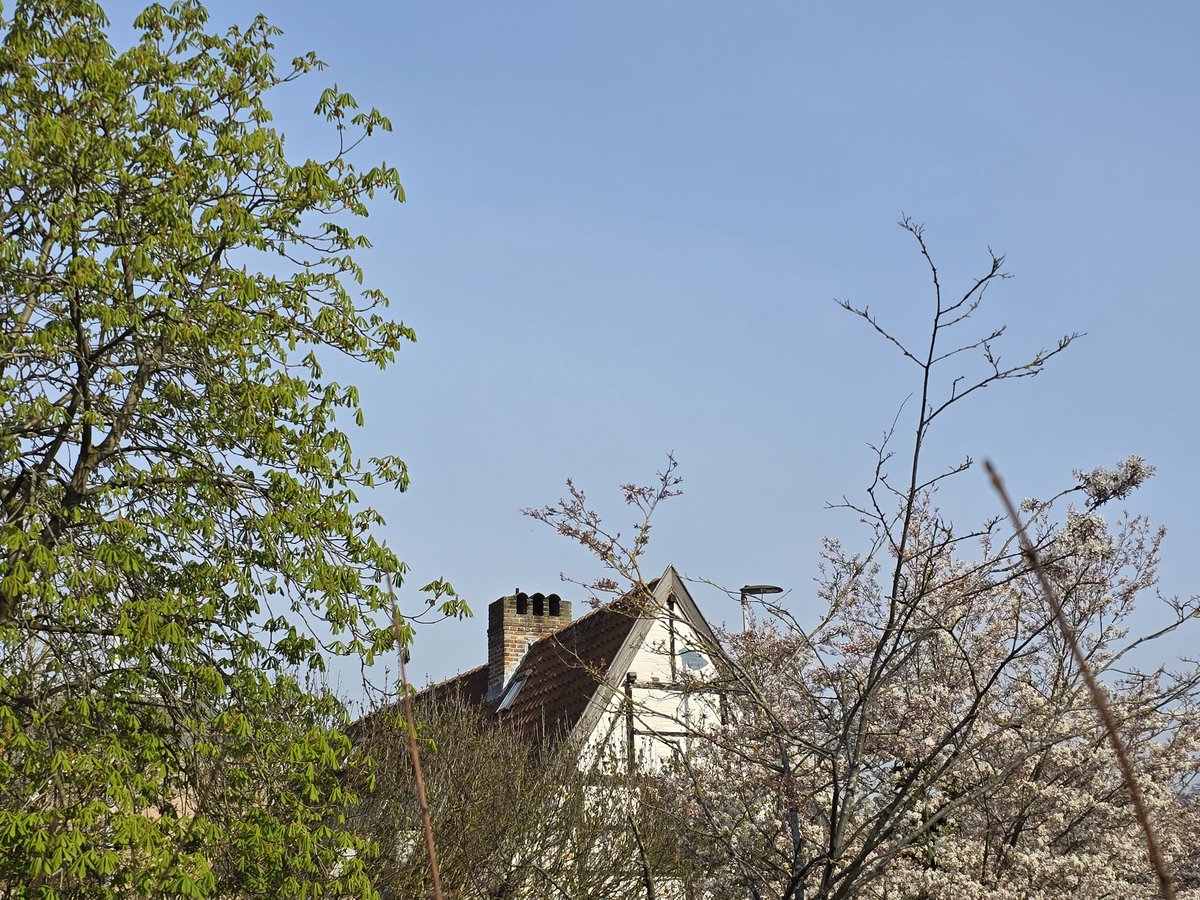 #leven
Bloesems in Leuven..