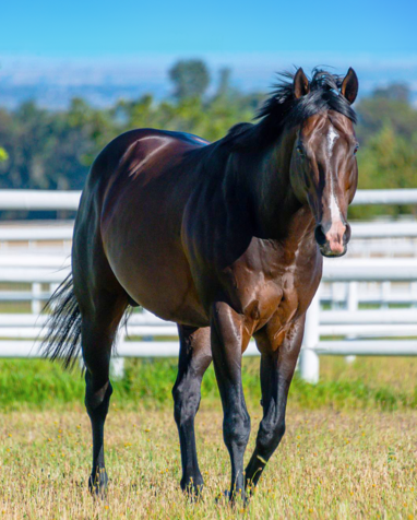 FreemanStallions tweet media