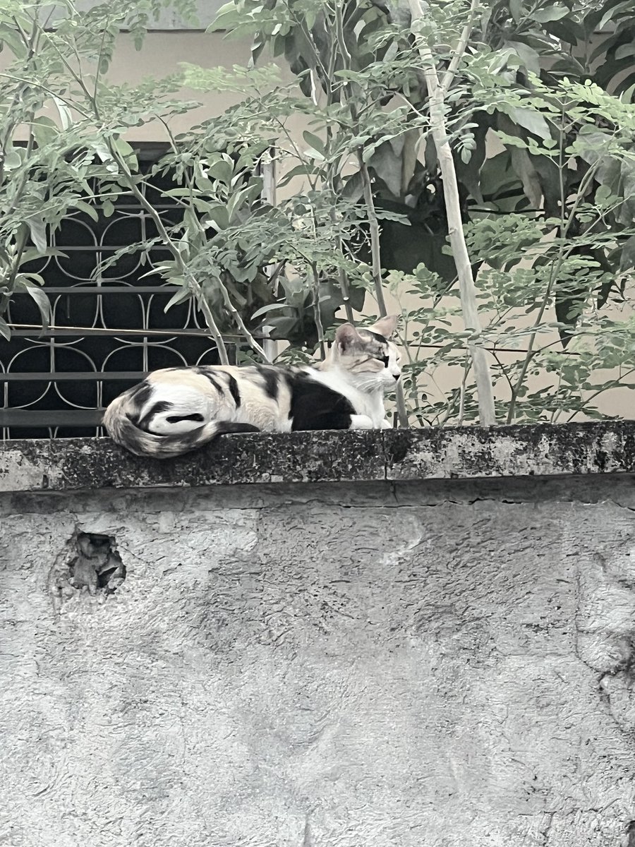 frail ✃ 🧬🧪🐂 tweet media