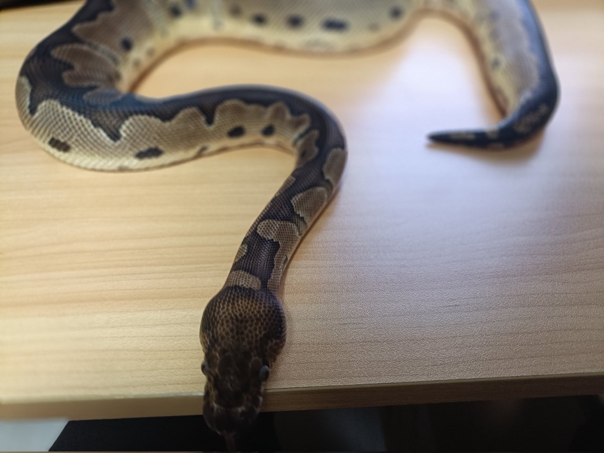 dony_spoon's tweet photo. なんて美しい生き物なんだ😍 https://t.co/bNvl4fP8bZ