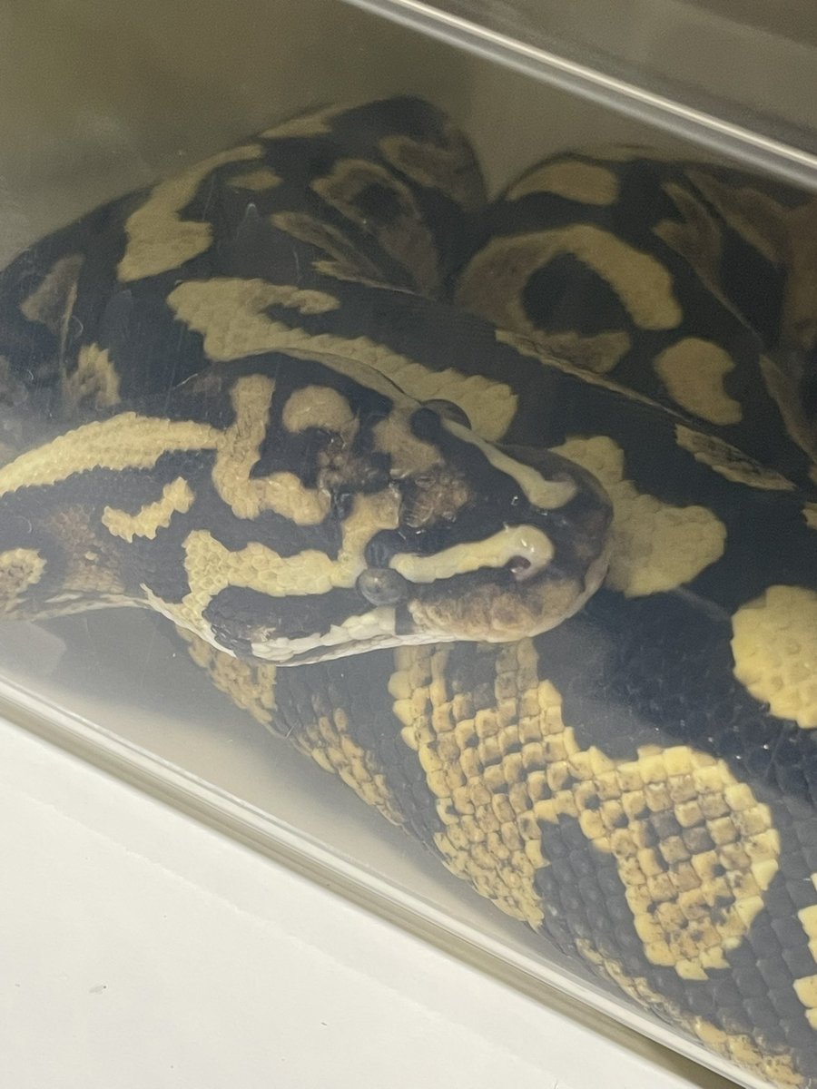 仲村屋 tweet media