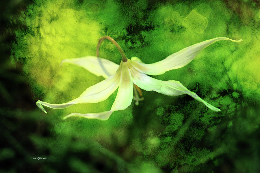 Art - Photography and Music tweet media