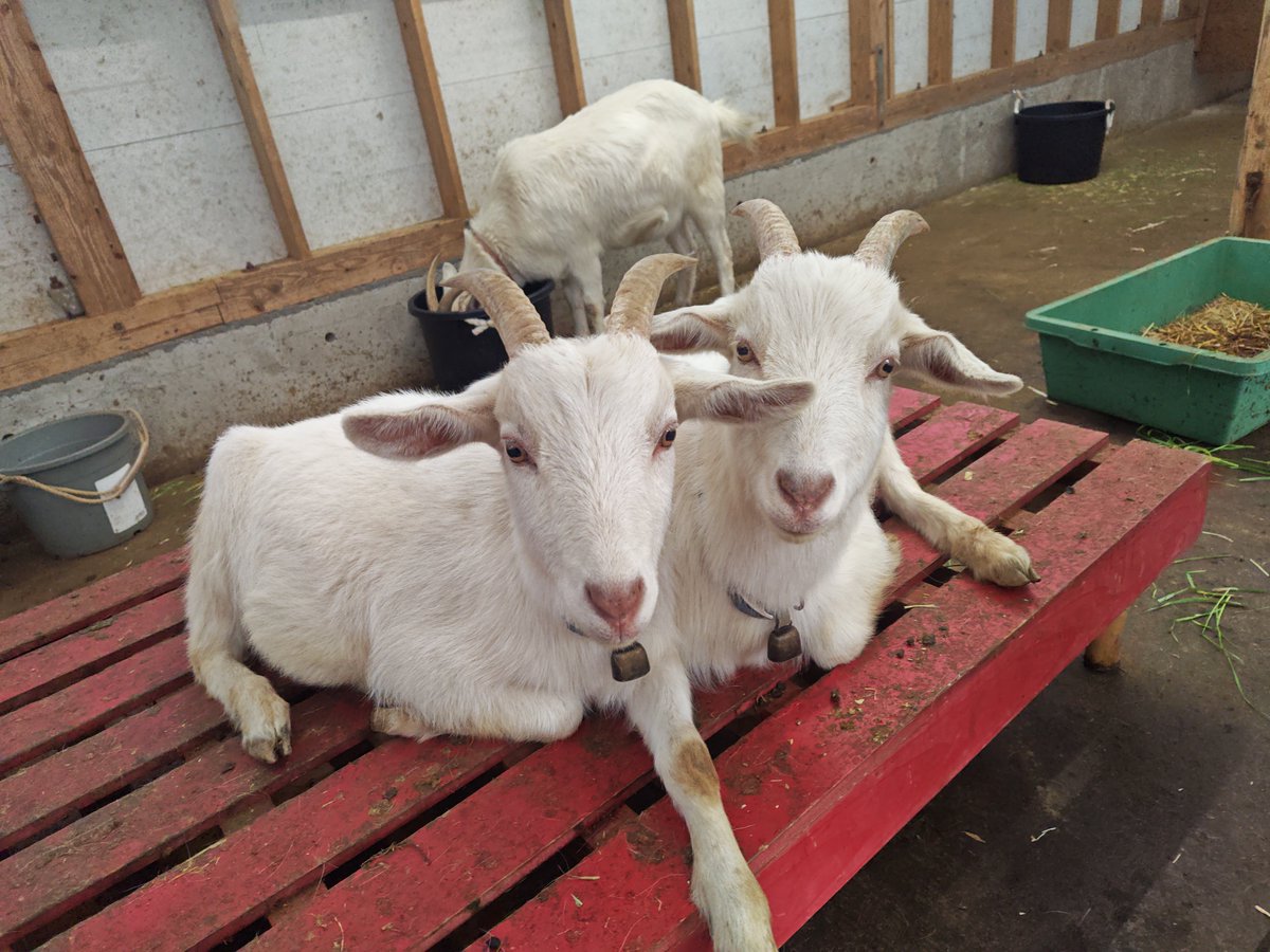 こまろく☆TAKACHIHOパラダイス園主 tweet media